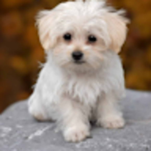 Meet your Posher, Miguel - Picture 1 of 1